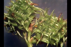 Medicago arabica