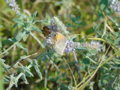 Hyponephele lycaon