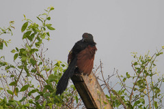 Centropus sinensis parroti