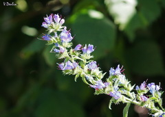 Echium vulgare