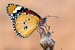 Danaus chrysippus