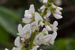 Millettieae