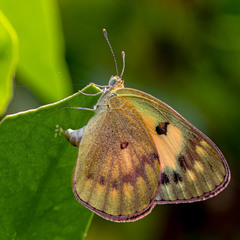 Colotis amata