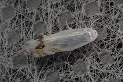 Leucoptera laburnella
