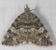 Hydriomena speciosata