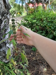 Leonurus quinquelobatus