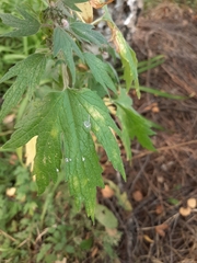 Leonurus quinquelobatus