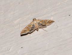 Epipagis fenestralis