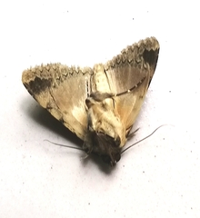 Pandesmini