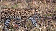 Panthera pardus fusca