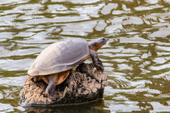 Indian Flapshell Turtle photo 5