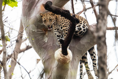 Panthera pardus fusca