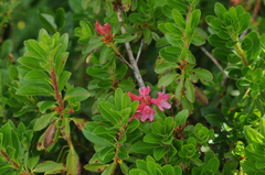 Rhododendron hirsutum