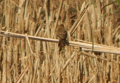 Acrocephalus schoenobaenus