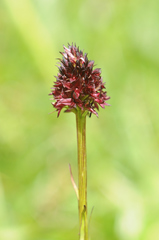Gymnadenia