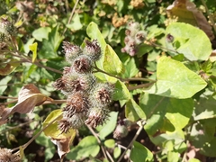 Arctium tomentosum