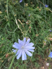 Cichorium intybus