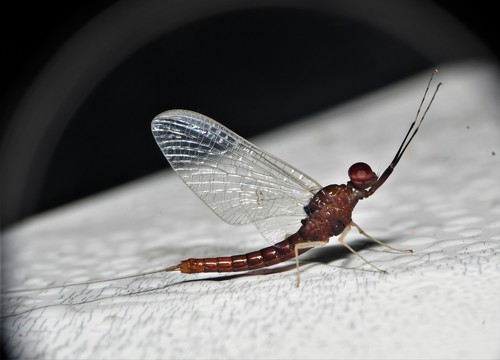 Isonychia rufa