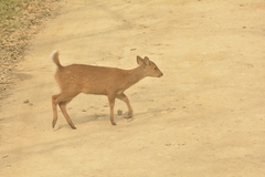 Axis porcinus