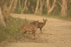 Axis porcinus