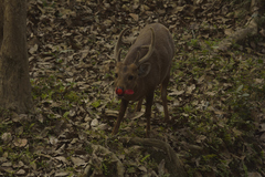 Axis porcinus