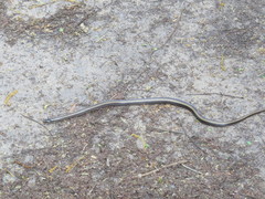 Coniophanes imperialis