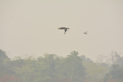 Haliaeetus leucoryphus