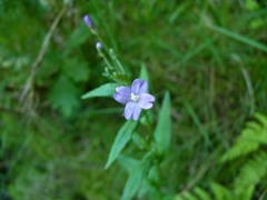 Epilobium obscurum