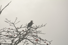 Haliaeetus leucoryphus