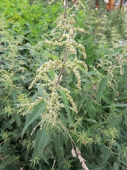 Urtica dioica