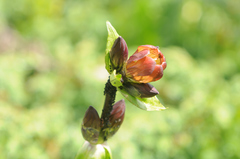 Gentiana purpurea