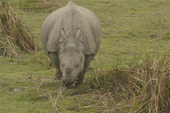 Rhinoceros unicornis