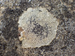 Lecanora campestris