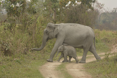 Elephas maximus indicus