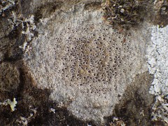 Lecanora campestris