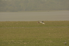 Ephippiorhynchus asiaticus