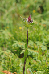 Gentiana purpurea