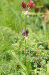 Gentiana purpurea