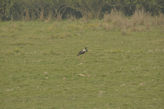 Ephippiorhynchus asiaticus