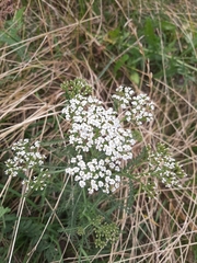 Achillea millefolium