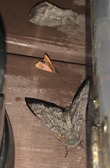 Gloveria arizonensis