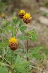 Trifolium badium