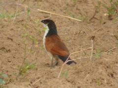 Centropus senegalensis