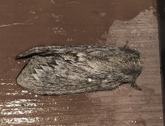 Gloveria arizonensis