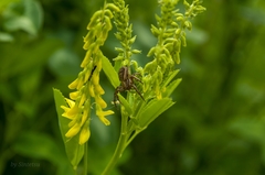 Xysticus