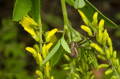 Xysticus