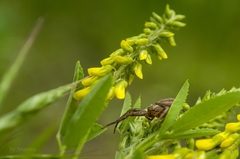 Xysticus