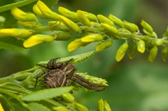 Xysticus