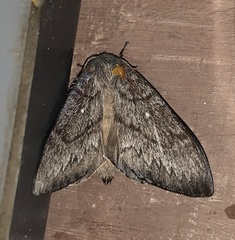 Gloveria arizonensis