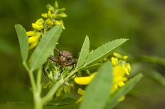 Xysticus